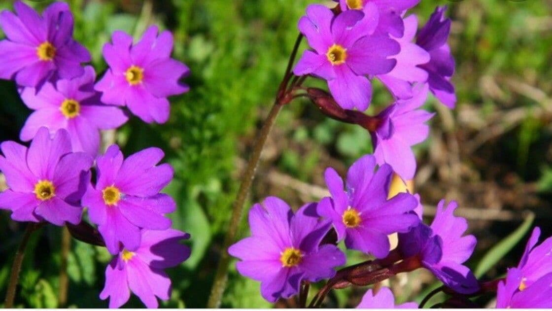 Fleurs de Primula cuneifolia en tons roses