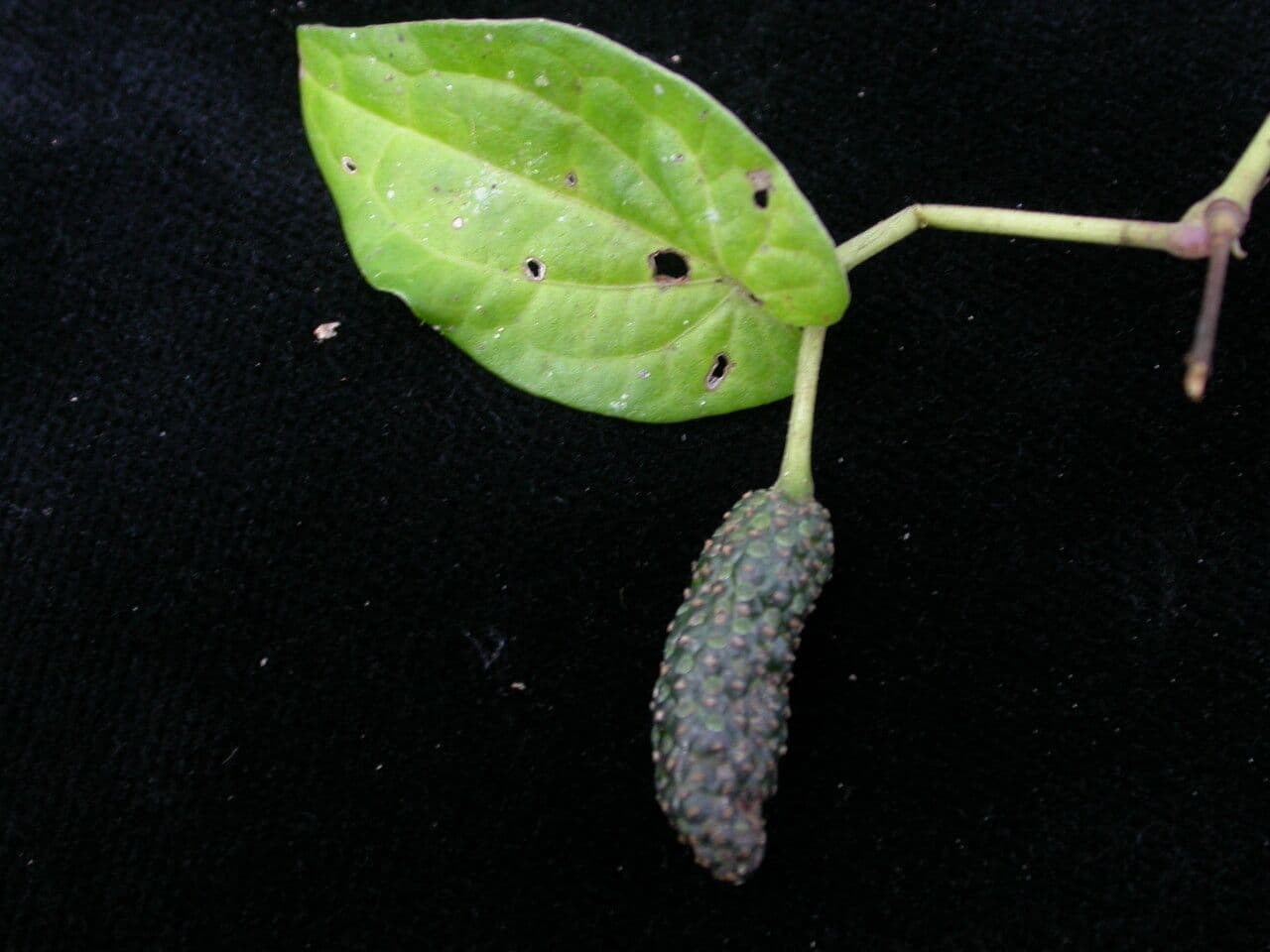 Piper longum plant with fruit spikes