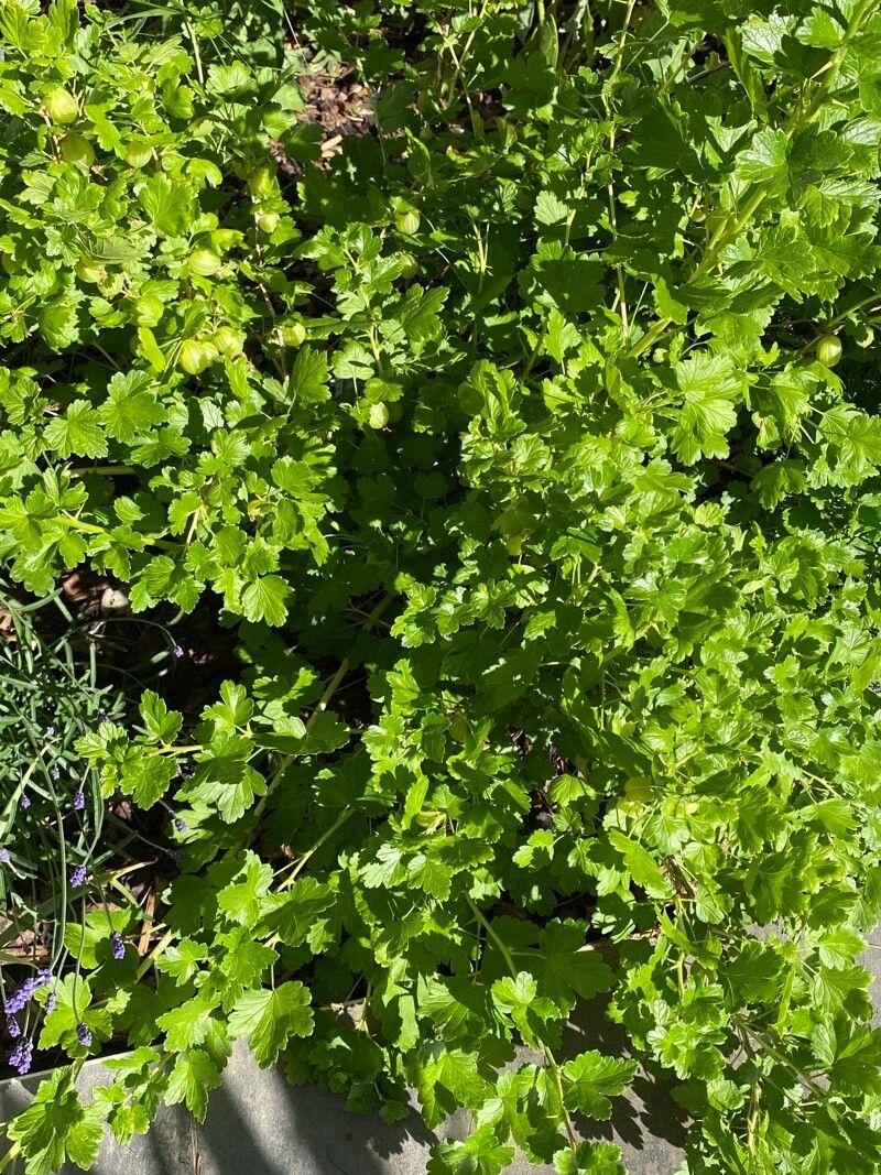 Stachelbeerstrauch in voller Blüte mit kleinen grünen und purpurnen Blüten und dornigen jungen Trieben.