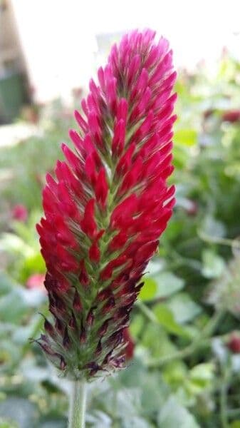 Inkarnatklee (Trifolium incarnatum) mit seinen leuchtend roten Blütenständen