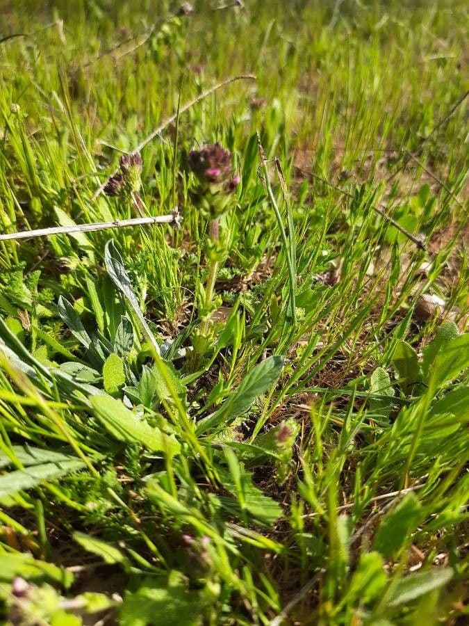 Prachtige gele bloemen van Parentucellia latifolia
