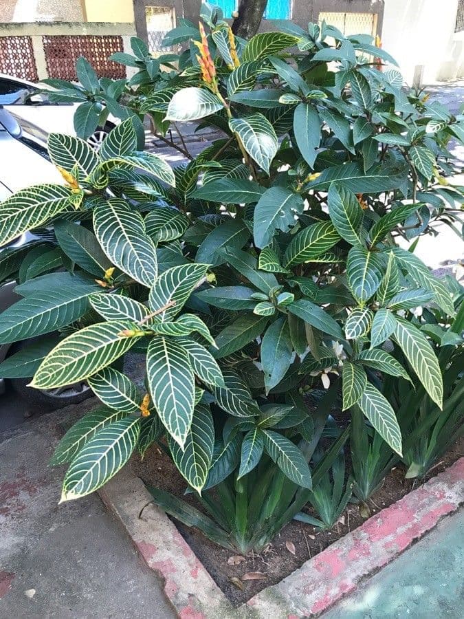 Gele saffronspike bloemen van Aphelandra squarrosa