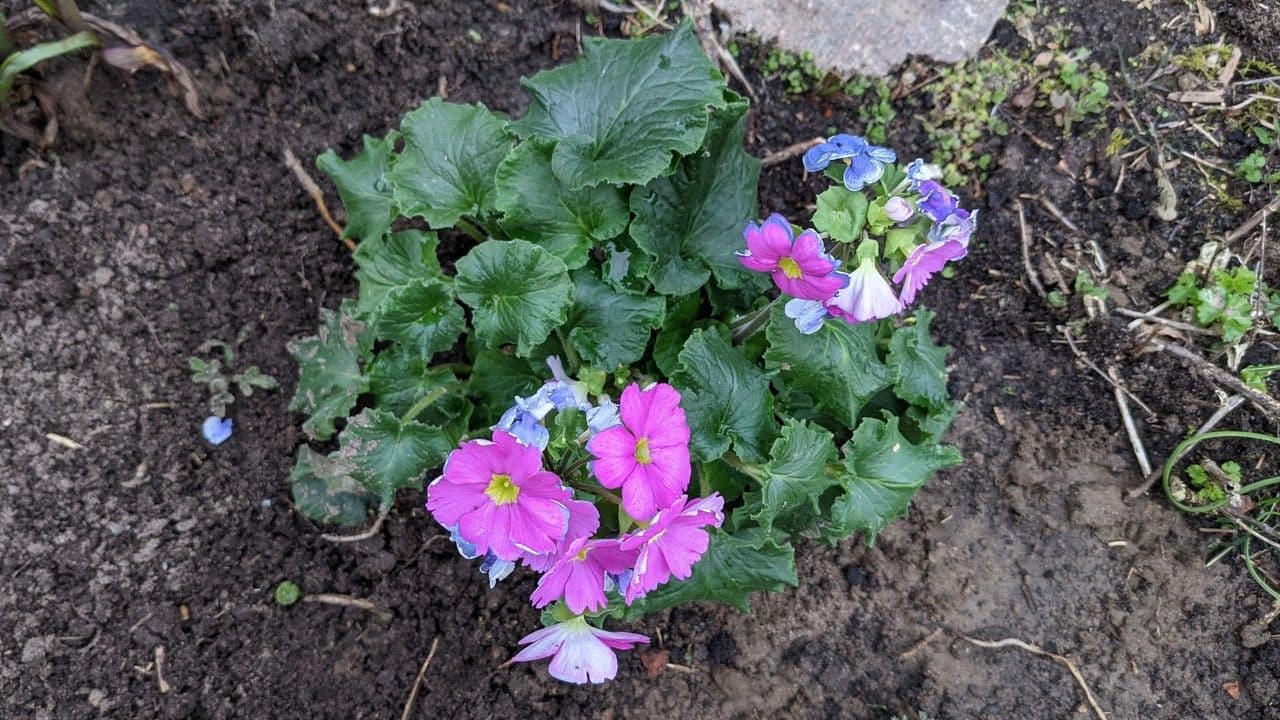 Baby primrose in bloom