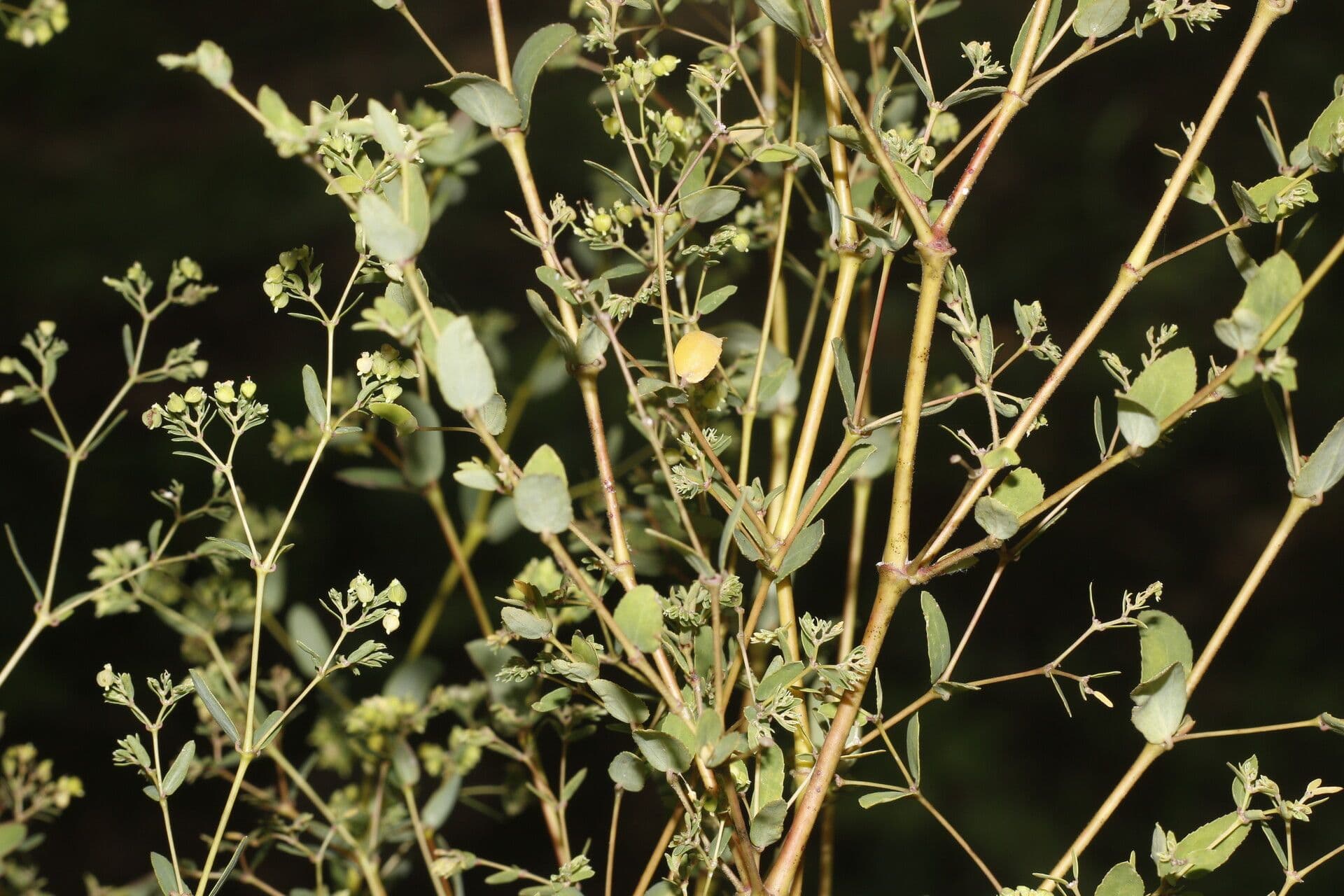 Euphorbia hyssopifolia fijne textuur