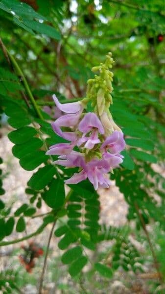 Indian-licorice with red seeds in green pods and purple flowers