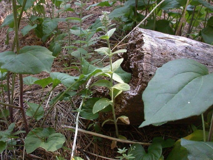 Epiaire poilue (Stachys pilosa) en fleur au bord d'un ruisseau humide