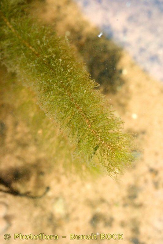 Fijn hoornblad in volle groei in een natuurlijke vijver, met fijne, donkergroene takstructuur onder water.