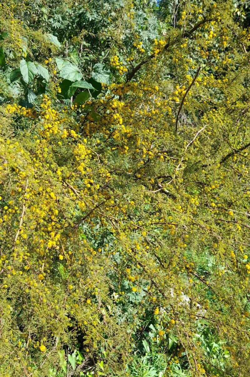 Vachellia caven Baum mit feinem Laub und gelben Bluten
