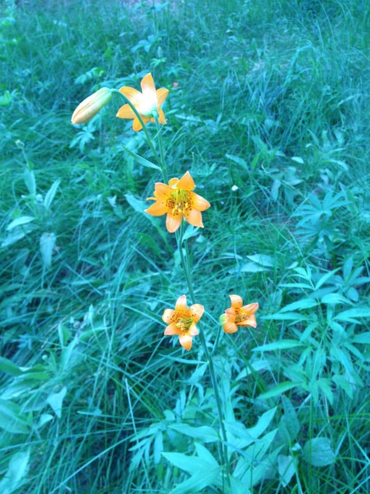 Petits lis alpins avec fleurs jaunes a rouges-oranges en montagne