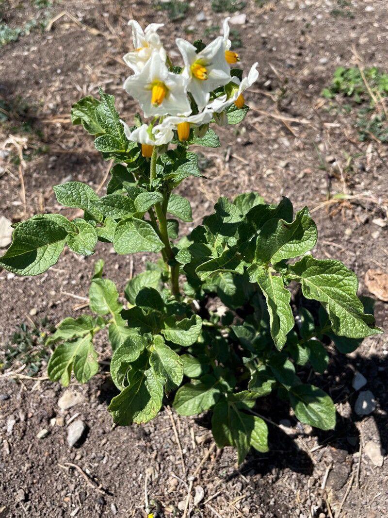 Morelle de Caroline avec fleurs jaunes en forme d'étoile et feuilles épineuses en plein soleil