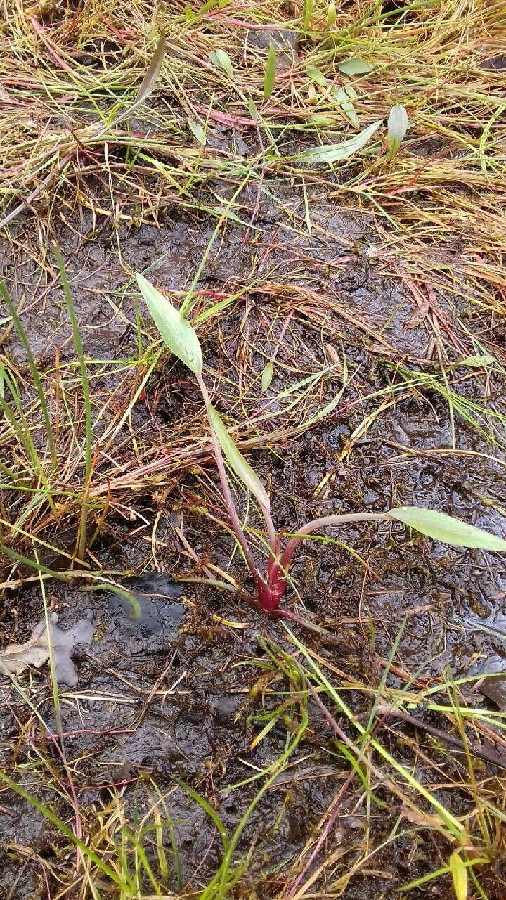 Lanzettblättriger Froschlöffel (Alisma lanceolatum) mit schmalen Blättern und kleinen weißen bis lila Blüten am Teichufer