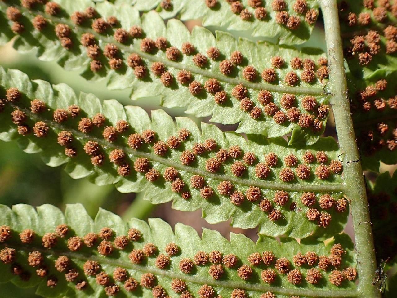 Dryopteris cycadina with finely divided evergreen fronds