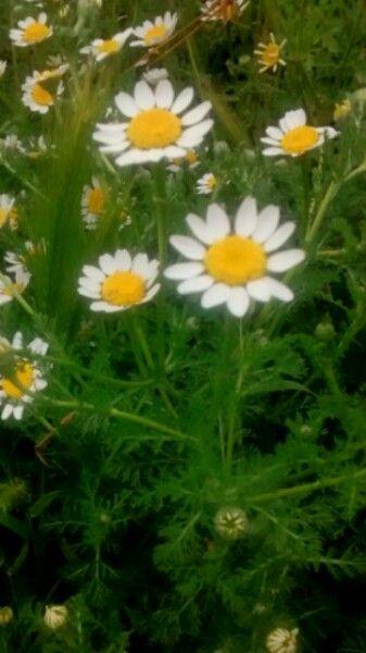 Nahaufnahme der Blüten der Stinkenden Hundskamille mit gelbem Zentrum und weißen Strahlenblüten in einer trockenen, sonnigen Wiese