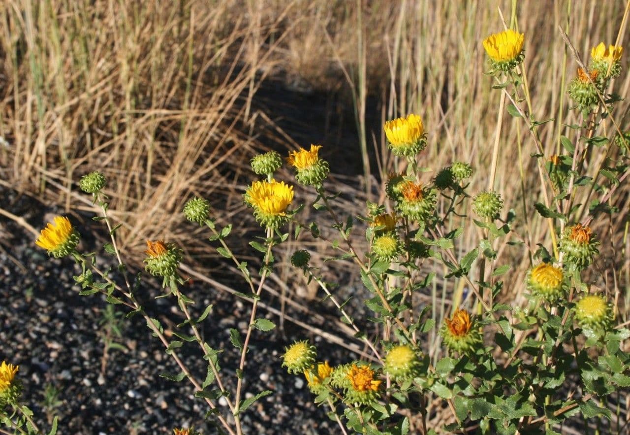 Grindelia squarrosa in volle bloei op een zonnige zomerse dag, omgeven door droge graslanden