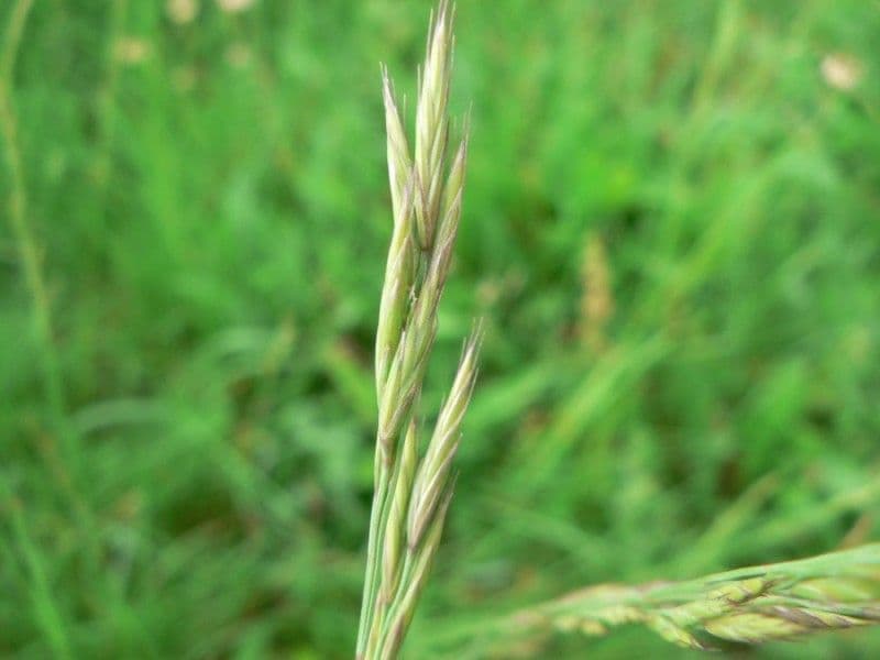 Festuca nigrescens plant in flower