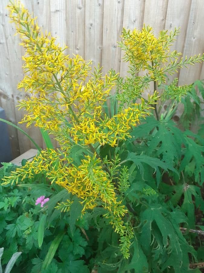 Solidago odora Anis-Goldrute mit goldgelben einseitigen Blutenrispen