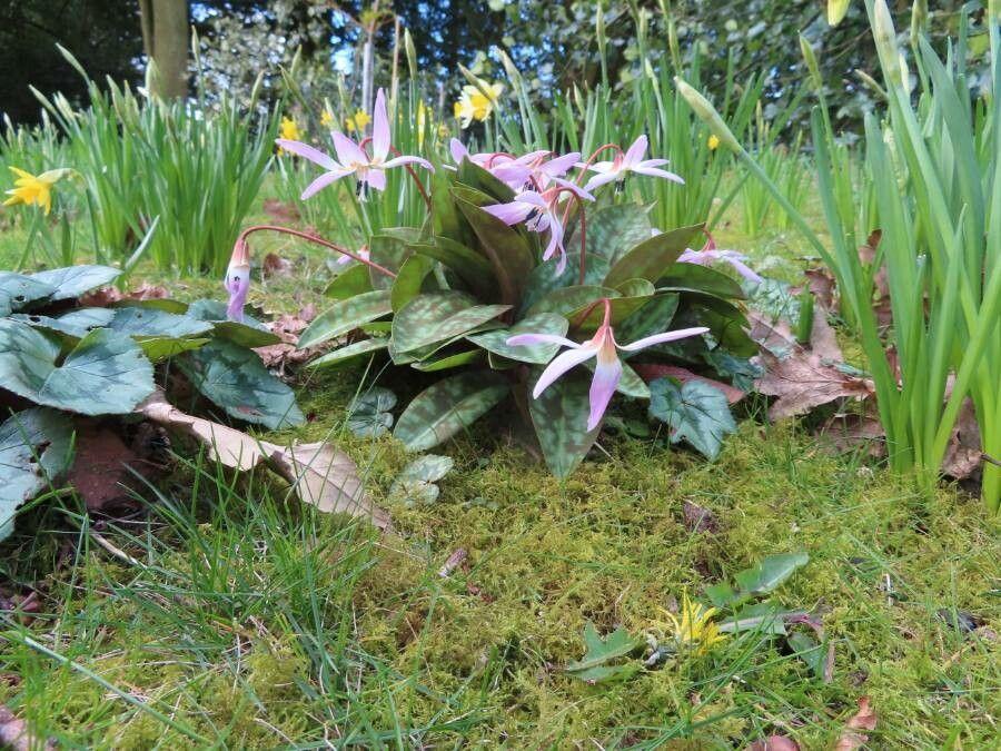 Érythronium en fleur sous la lumière tamisée d'un sous-bois