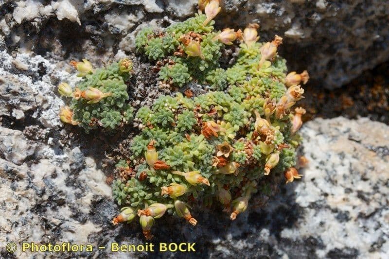 Androsace pyrenaica met witte bloemen groeiend in een rotsspleet in de Pyreneeën