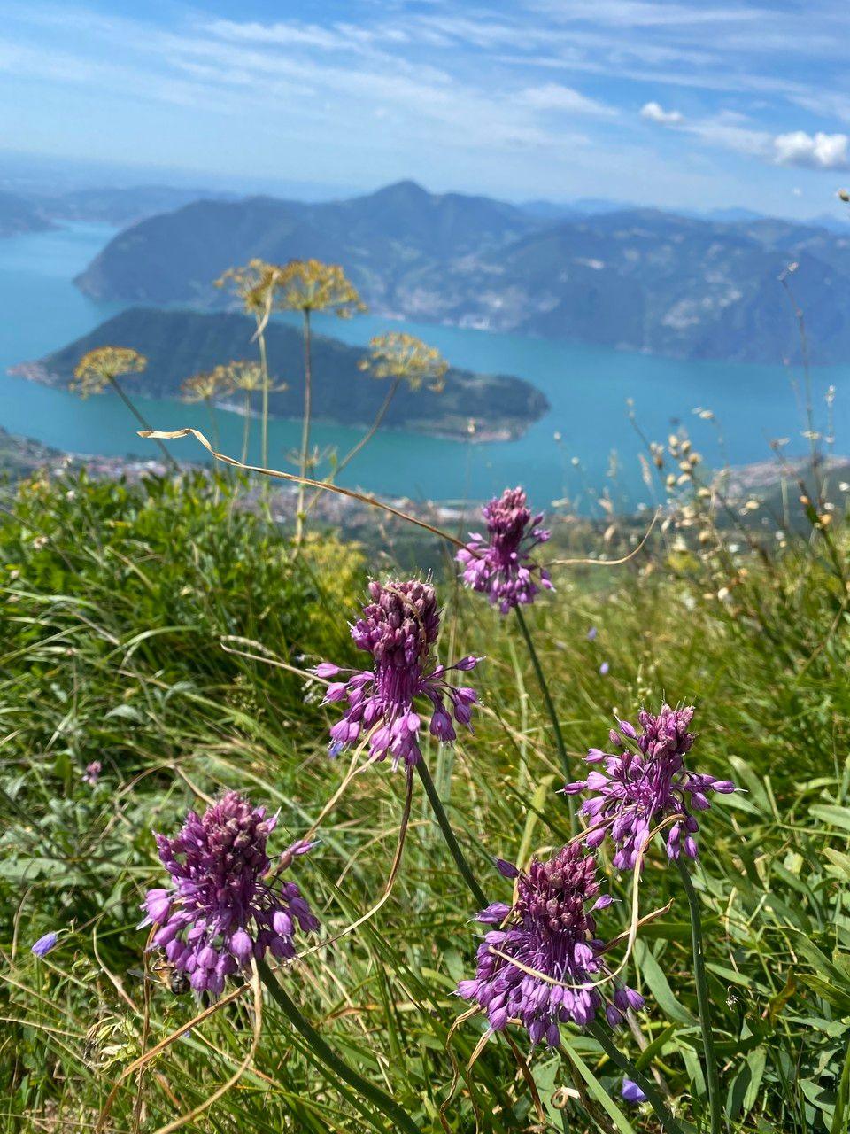 Allium carinatum in full bloom, slender arching stems with drooping purple star-shaped flowers in a sunny border