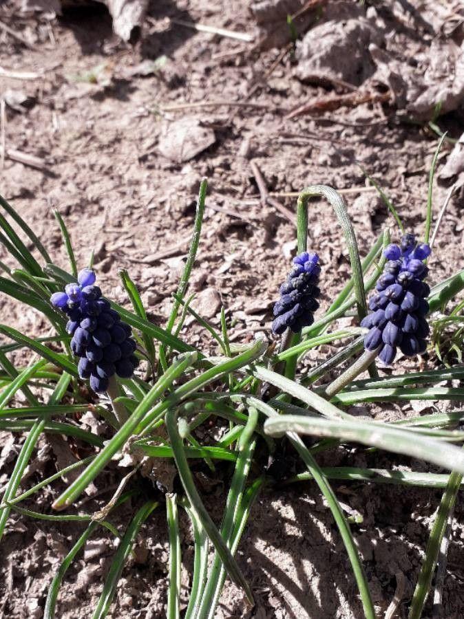Dicht stehende blauviolette Blütenstände der Kleinen Traubenhyazinthe im Halbschatten unter frühblühenden Gehölzen