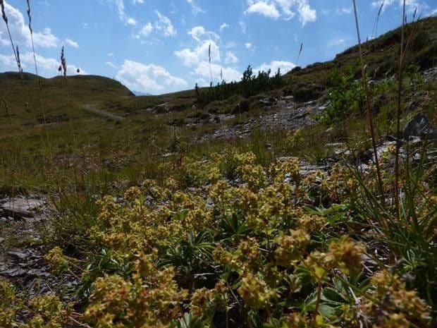 Alchemilla subsericea zwak zijdige vrouwenmantel op alpiene bergweiden