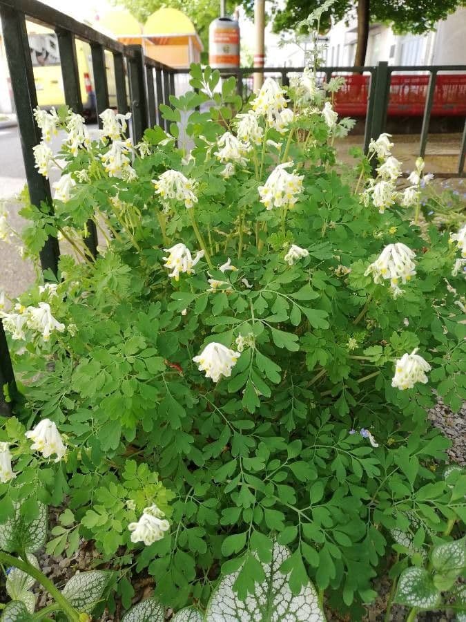 Pseudofumaria alba with delicate white flowers in rock garden