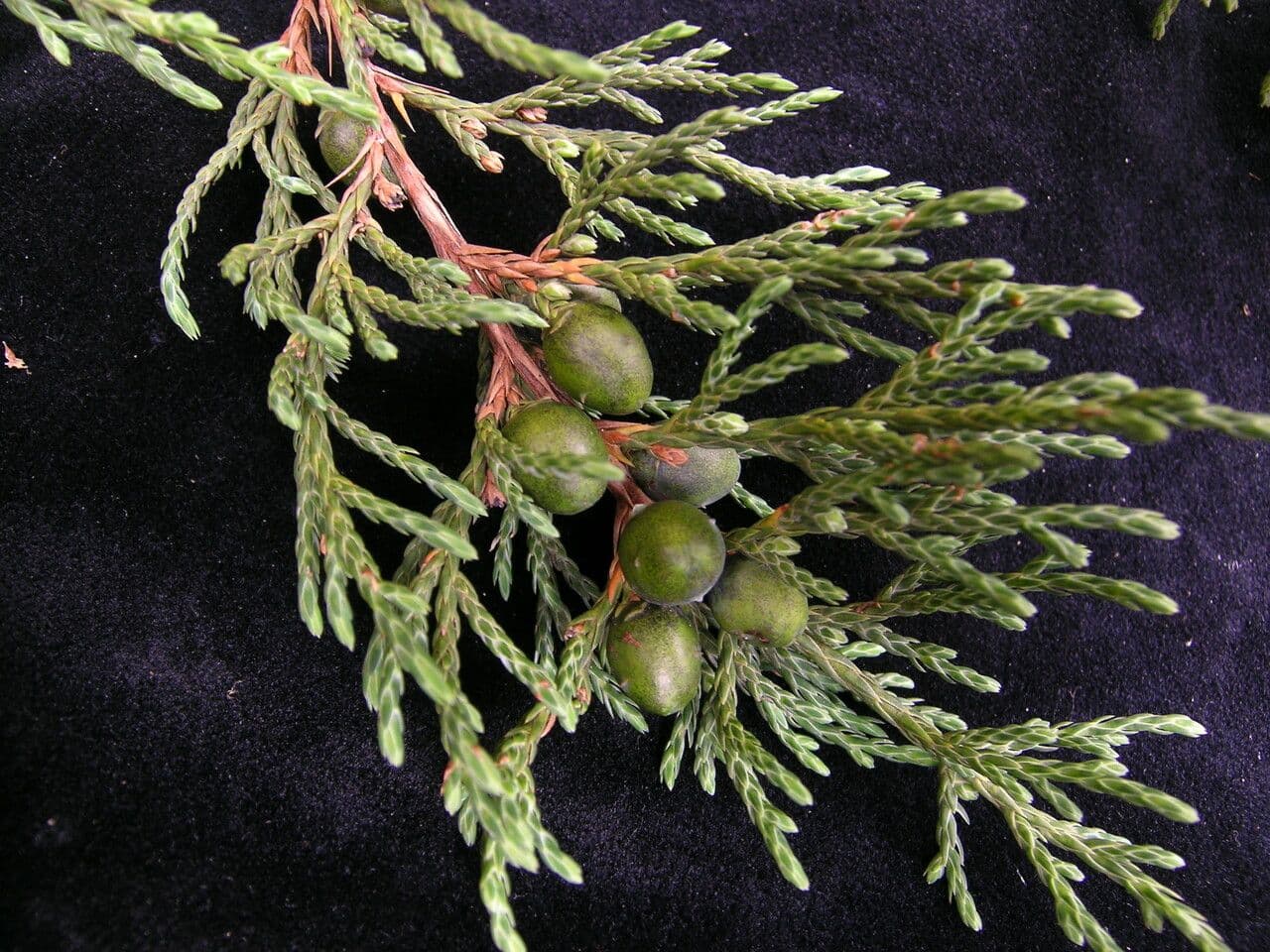 Juniperus recurva image