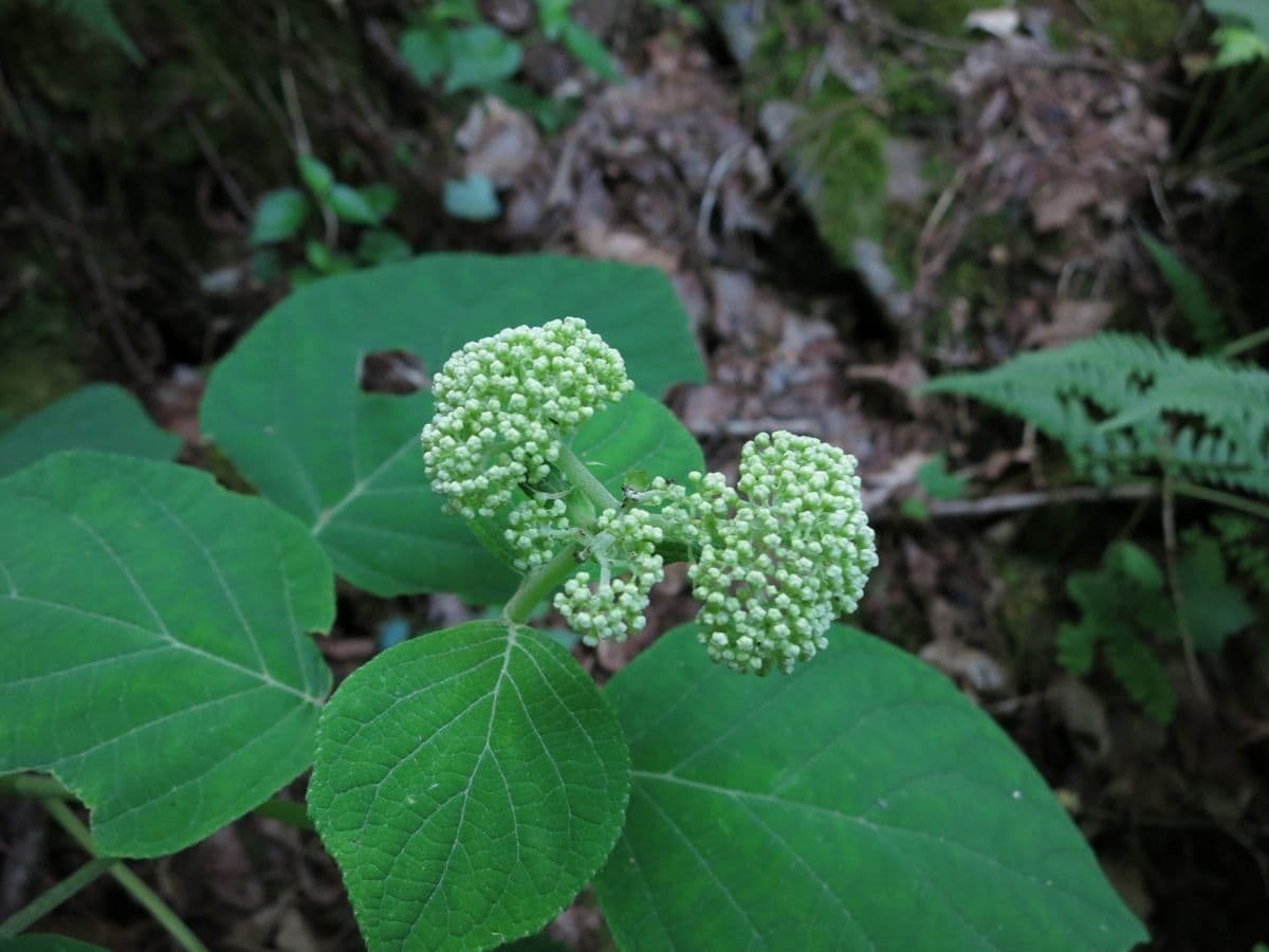 White flowers of Hydrangea cinerea with gray-green foliage