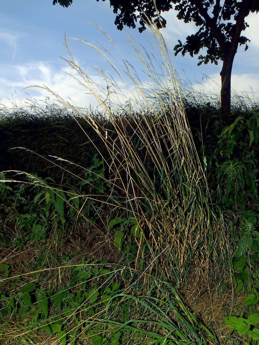 Arrhenatherum elatius mit eleganten Grasblütenrispen