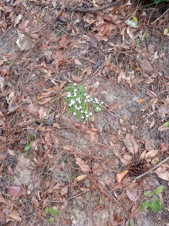 Harzer Labkraut in voller Blüte auf sandigem, heideähnlichem Untergrund mit feinem Laub und kleinen weißen sternförmigen Blüten