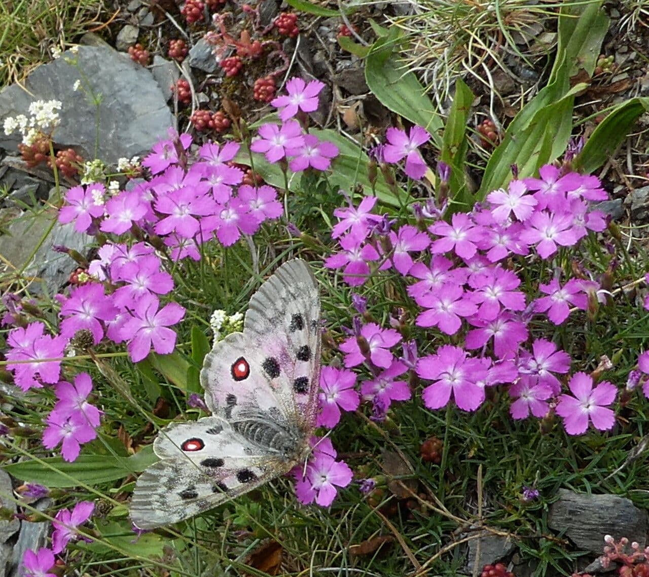 Dianthus pungens Blüte mit violett-rosa Blütenblättern in Detail