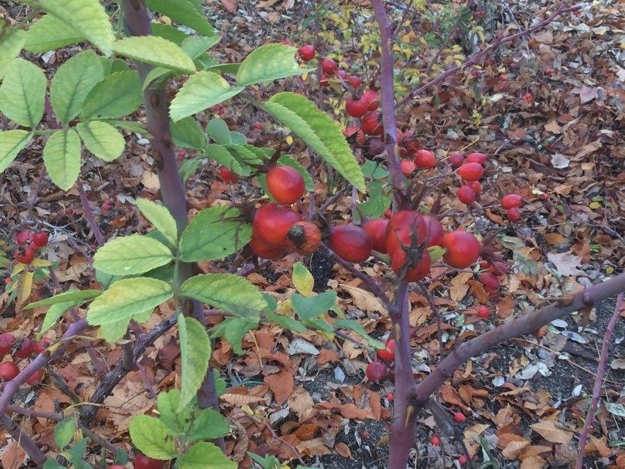 Leder-Rose in voller Blüte mit graugrünem Laub und rosa-weißen Blüten