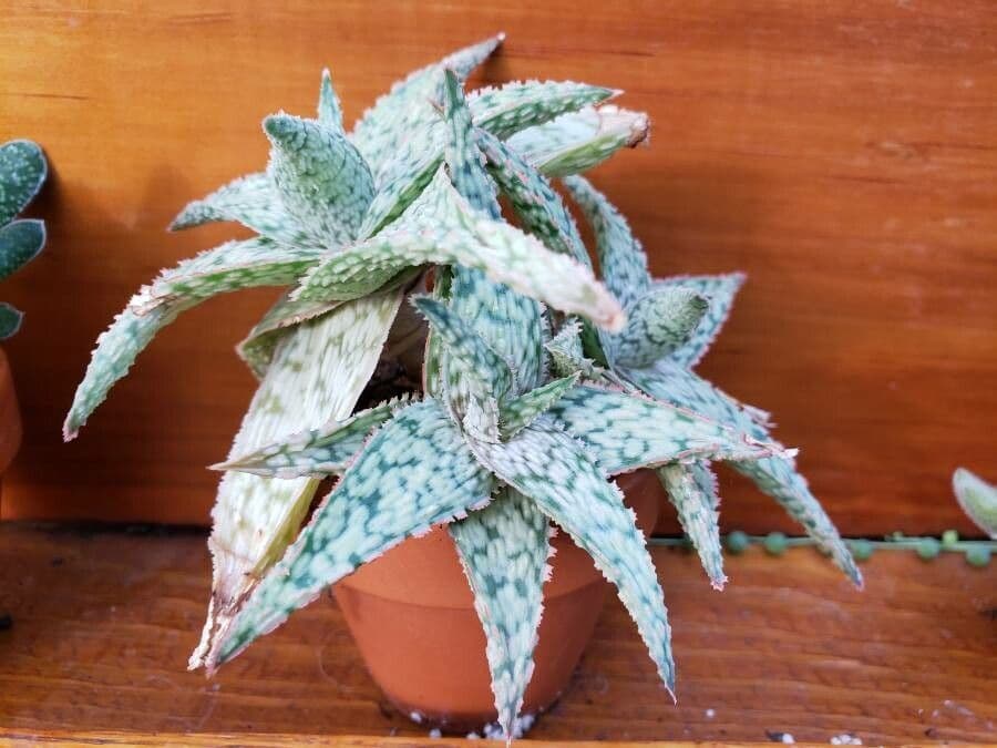 Plante Aloe rauhii avec feuilles vertes épaisses piquetées de blanc