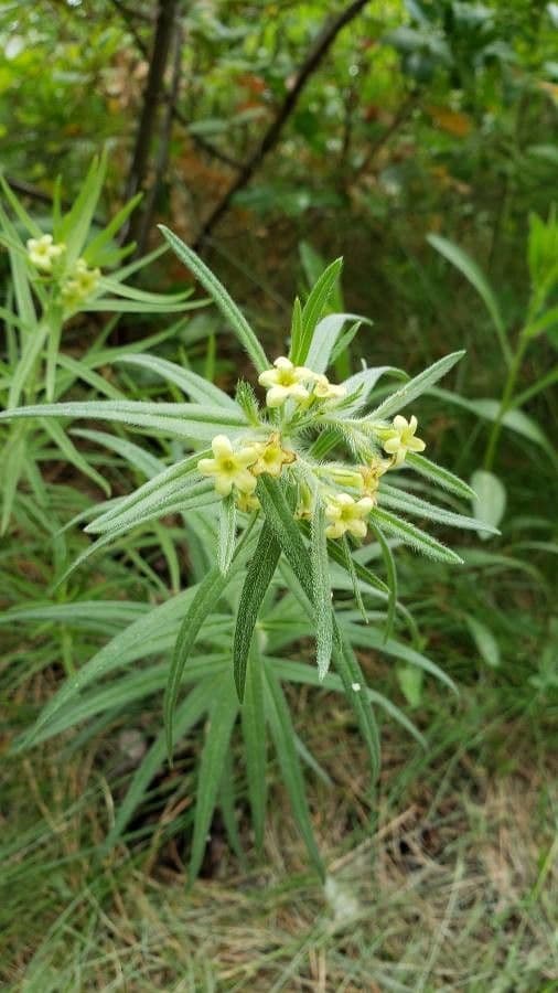 Lithospermum ruderale, westlicher Steinsame, mit cremefarbenen Bluten auf einem trockenen Felsabhang