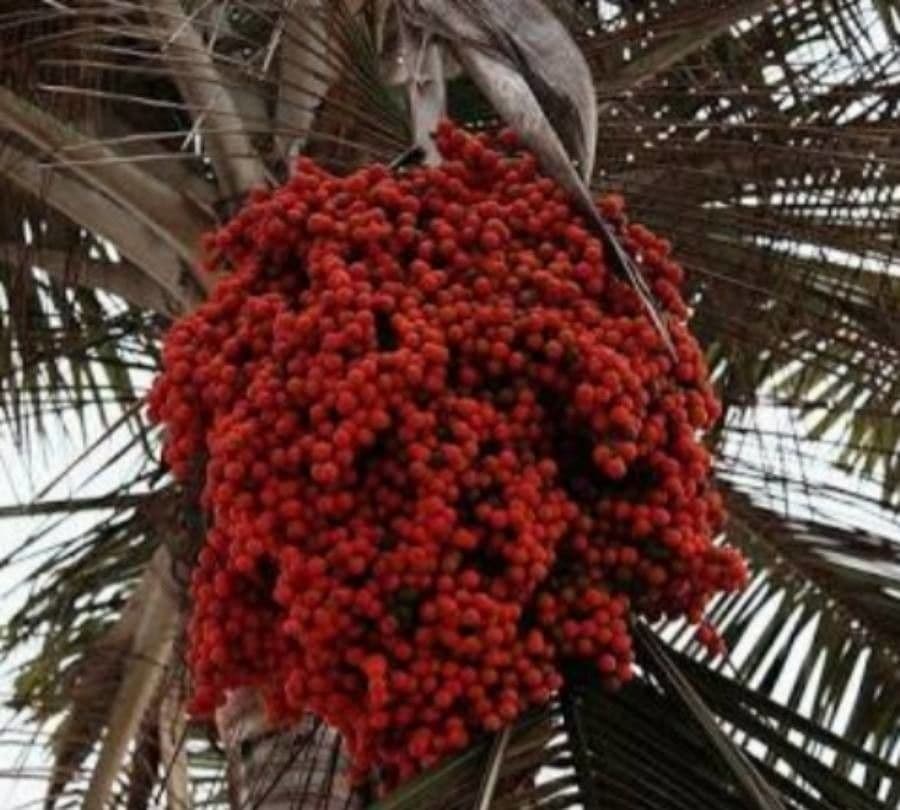 Ceroxylon alpinum wax palm met witte wasbedekte stam