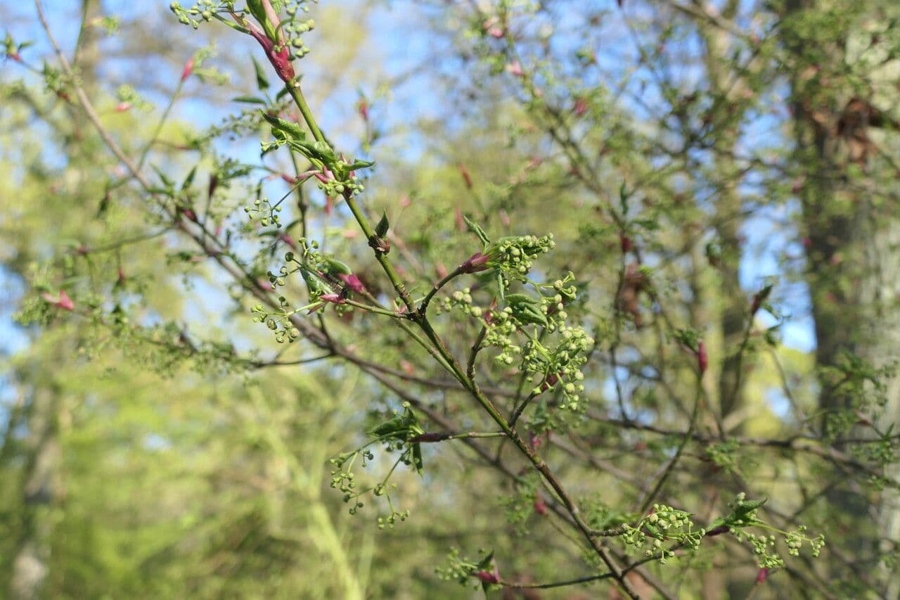 Prachtige rode herfstkleur van Spitsbladerig Spindelstruik