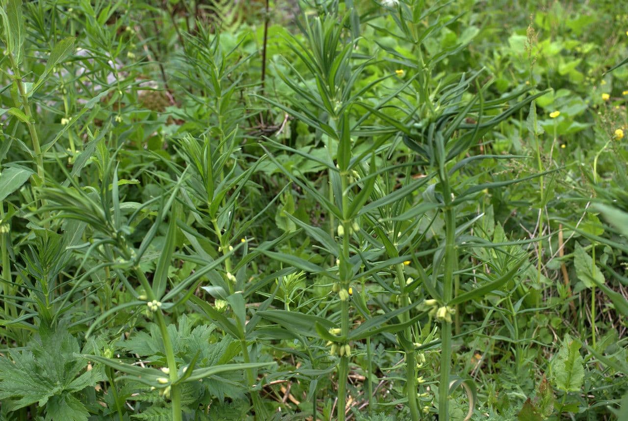 Whorled Solomon's Seal plant with white flowers arranged vertically