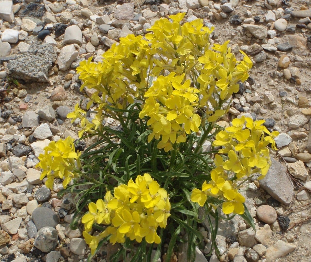 Erysimum rhaeticum flowering display