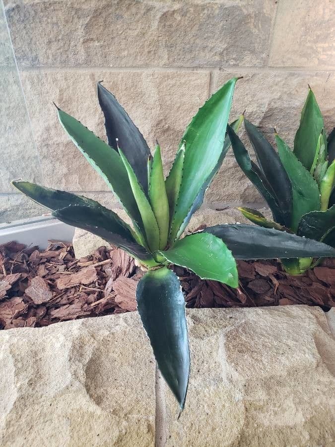 Agave rugueux avec feuillage gris et robuste