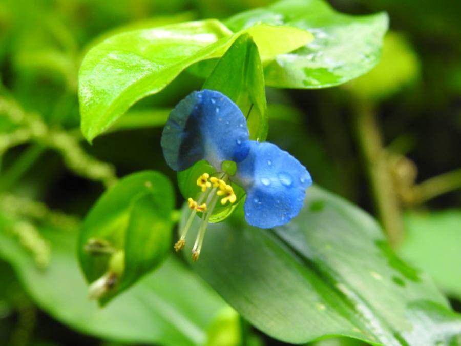 Gewone commelina met blauwe bloemen in een tuin met lichte schaduw