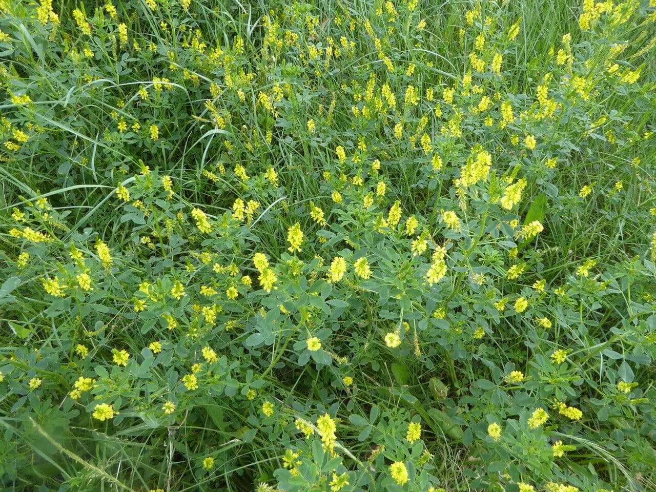 Fleurs de mélilote en jaune et crème