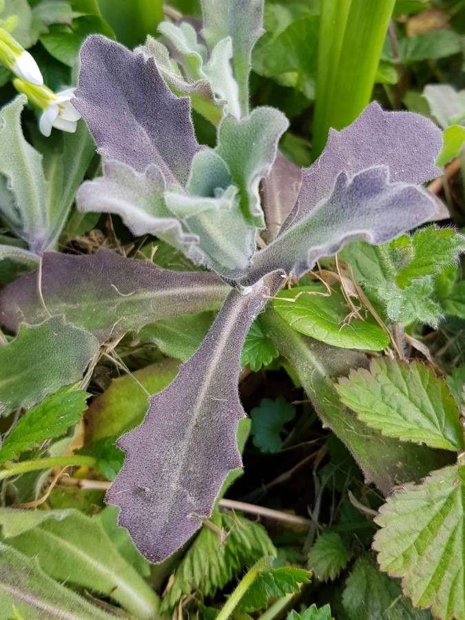 Witbloeiende Randjesbloem in een rotsachtige tuinpartij