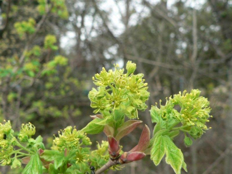 Érable champêtre en automne, feuillage doré et graines ailées visibles
