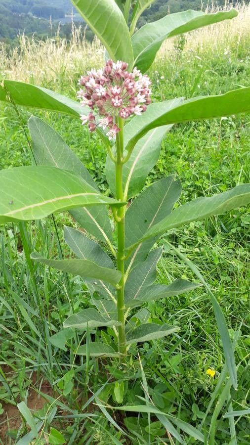 Common milkweed in full bloom with purple flowers and butterflies hovering nearby