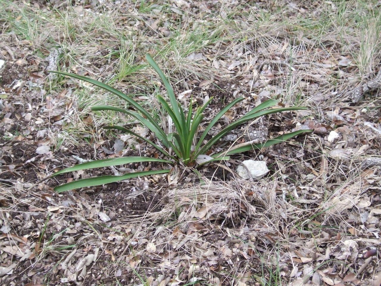 Yucca rupicola mit charakteristischen gedrehten Blättern in Felsenumgebung