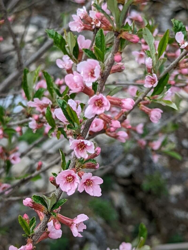 Prunus incana mit grauem samtigem Laubwerk und weissen Bluten im April