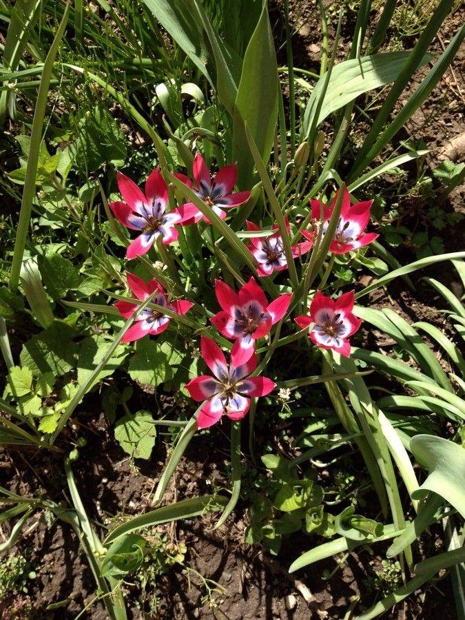 White and reddish blooms of Tulipa clusiana in a sunny rock garden