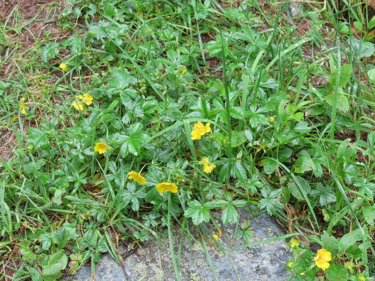 Golden cinquefoil in full bloom on a sunny slope
