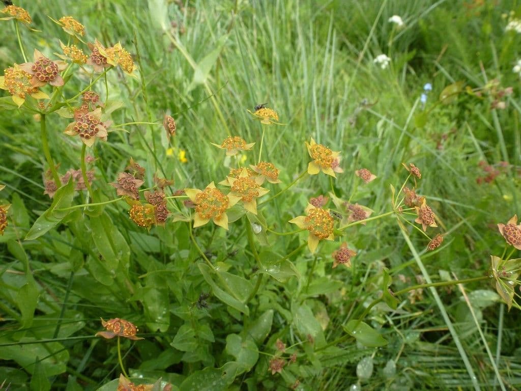 Bupleurum longifolium showing yellow umbel flowers and perfoliate leaves