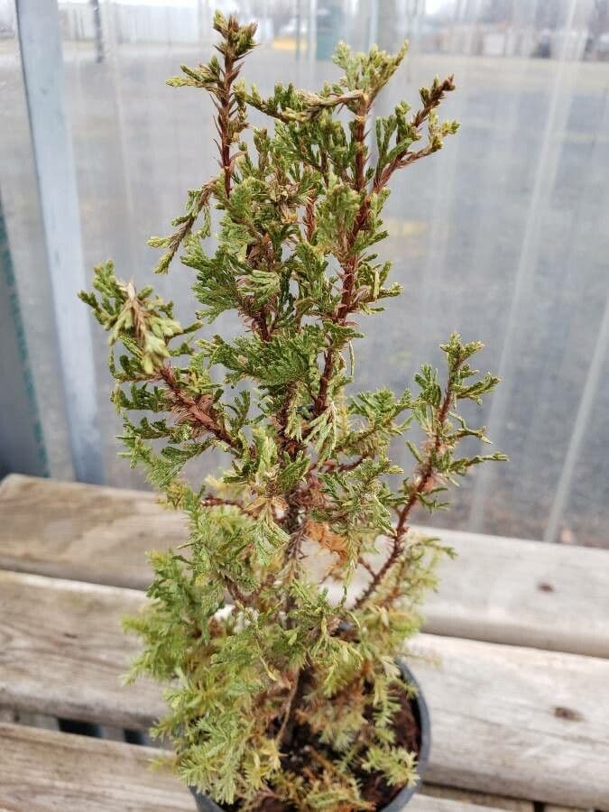 Rameau de Chamaecyparis thyoides aux feuilles fines